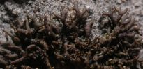Leptogium masiliense